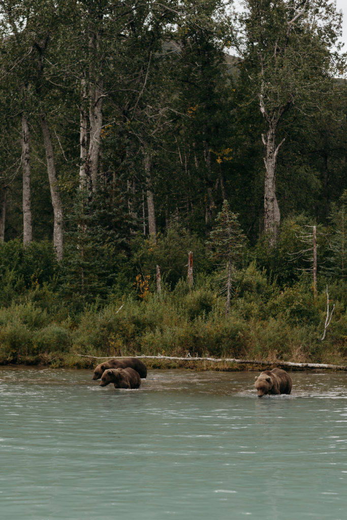 Bear viewing in Lake Clark National Park