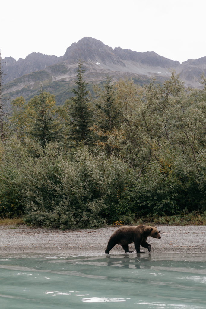 Bear viewing in Lake Clark National Park
