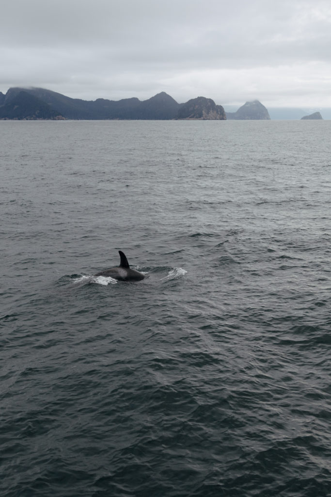 Whales in Kenai Fjords National Park 