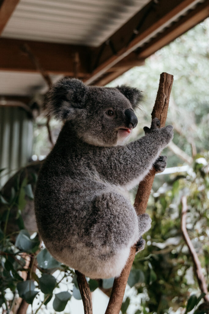 koalas in sydney australia