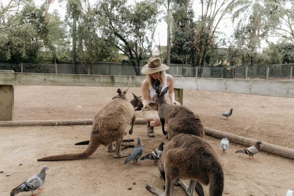 feeding kangaroos at featherdale wildlife park
