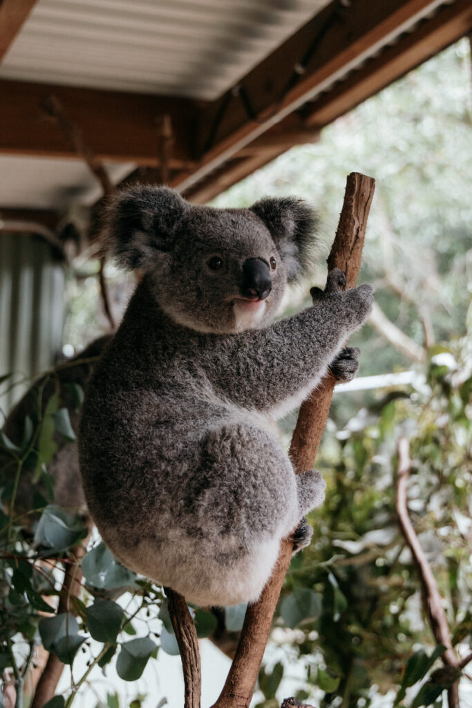 Koalas at featherdale wildlife park in Sydney