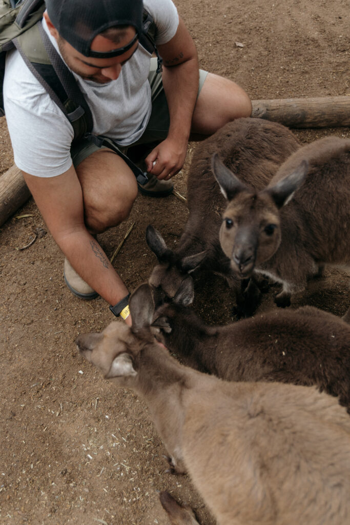 Feeding Kangaroos at featherdale wildlife park in Sydney