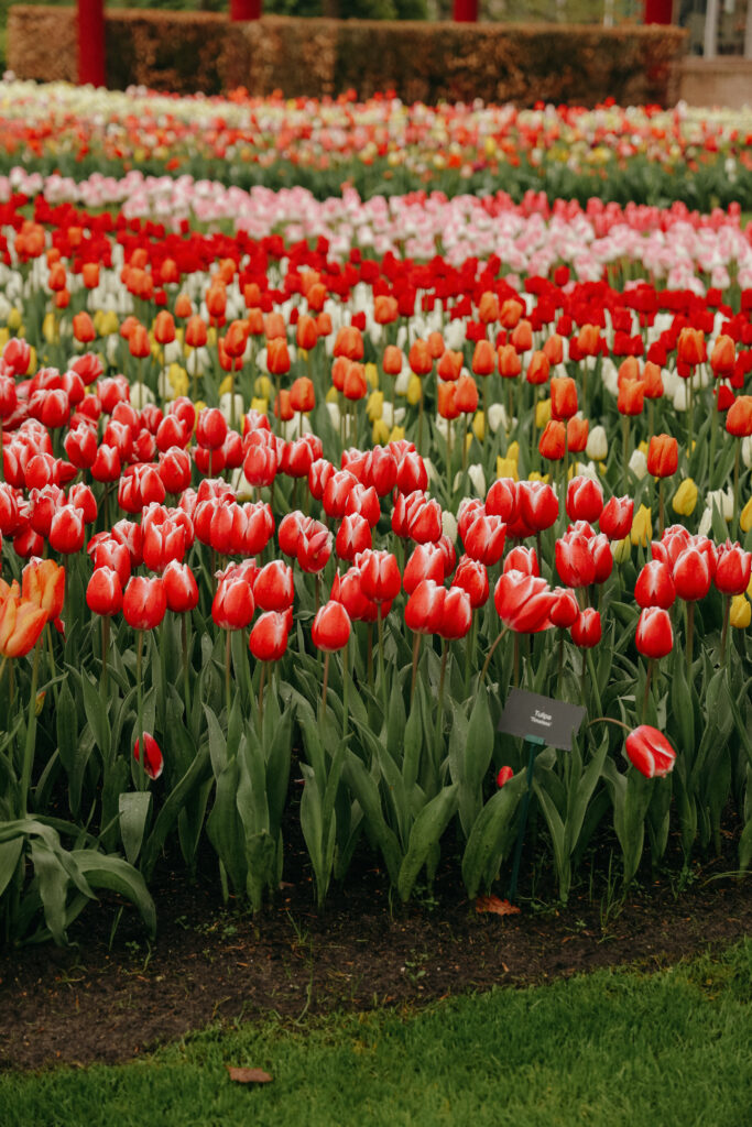 tulips in the Netherlands