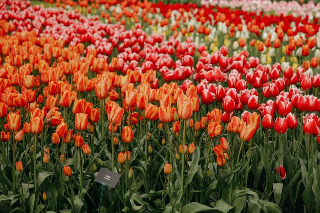 tulips in the Netherlands
